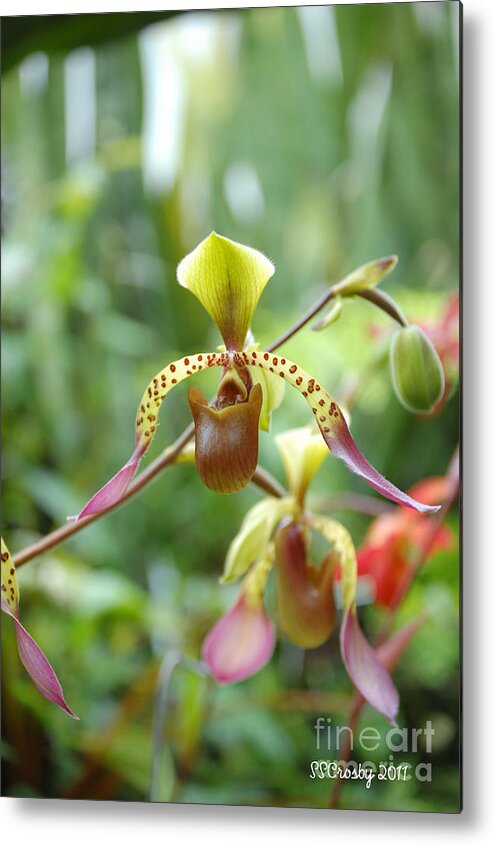 Southeast Asian Lady's Slipper Orchid Metal Print featuring the photograph Southeast Asian Lady's Slipper Orchid by Susan Stevens Crosby