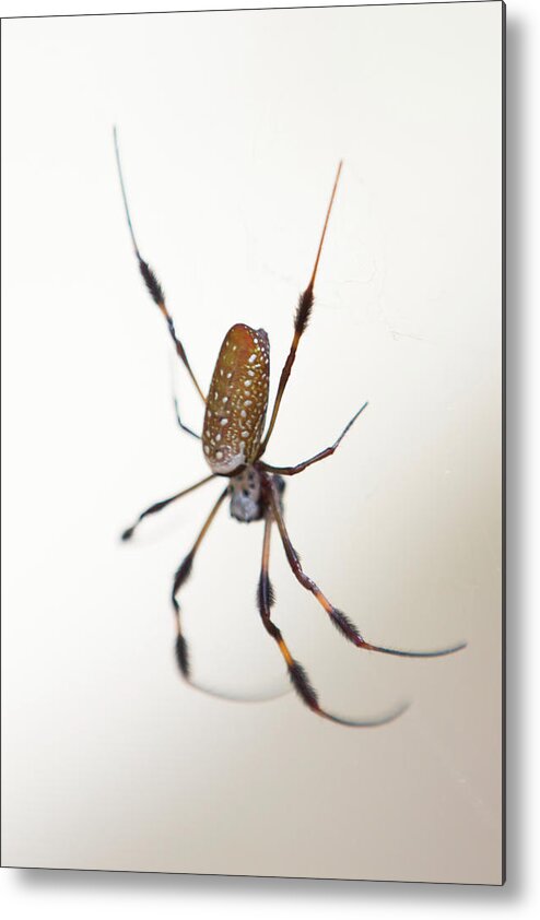 Spider Metal Print featuring the photograph Spider in the woods by Allan Morrison