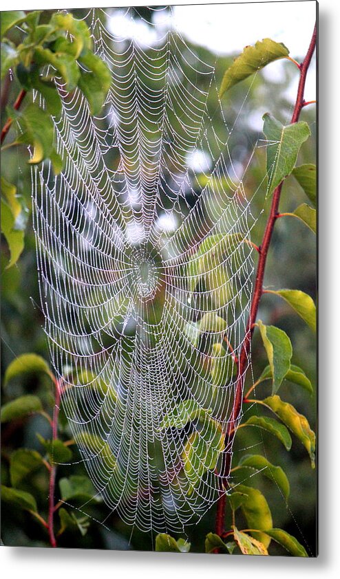 Spider Web Metal Print featuring the photograph Spider Web by Sheri Simmons