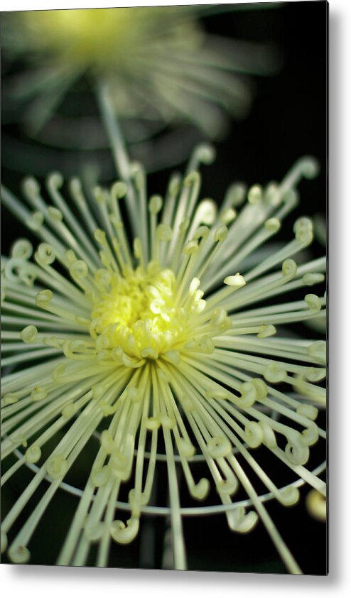 Spider Chrysanthemum Metal Print featuring the photograph Spiral Chryanth by Cate Franklyn