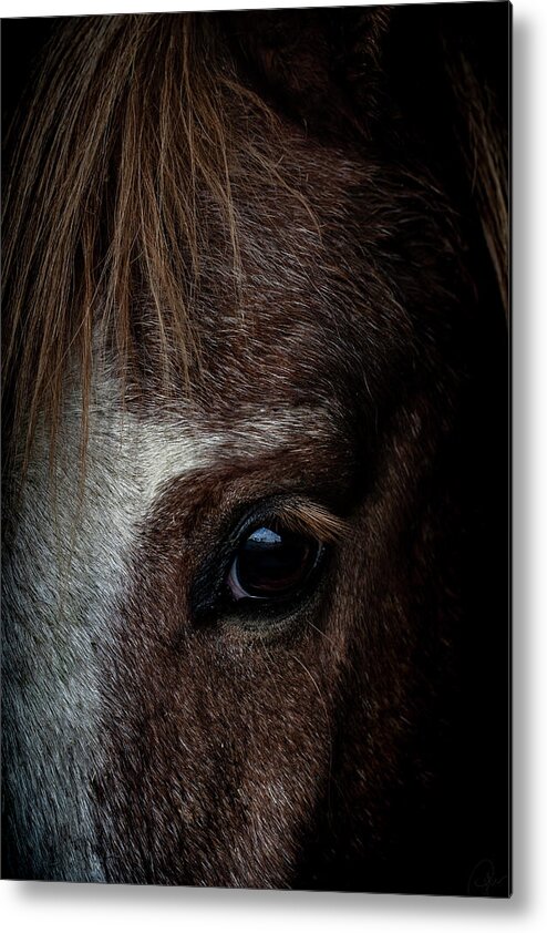 Pony Metal Print featuring the photograph Spirit by Paul Neville