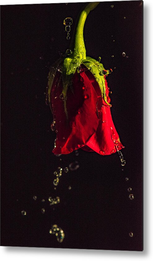 Rose Metal Print featuring the photograph Splash by Joy McAdams