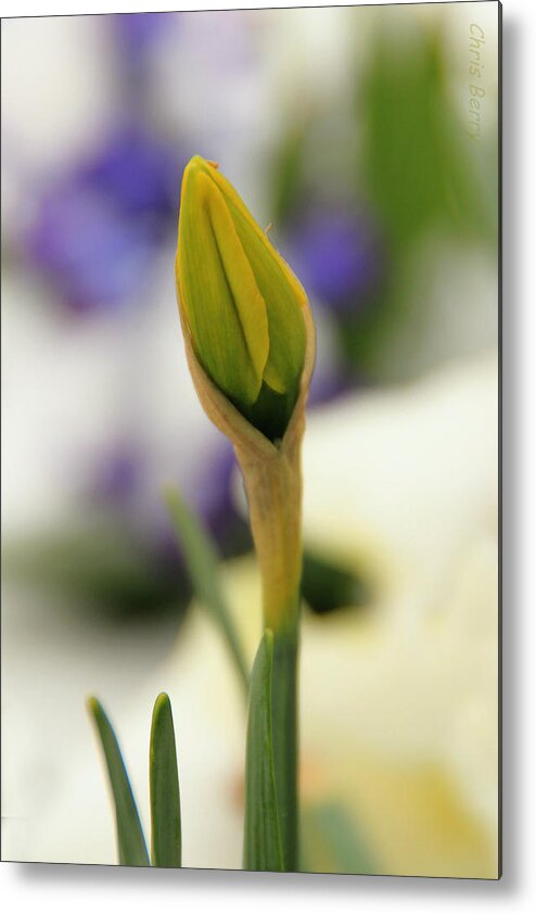 Narcissus Metal Print featuring the photograph Spring Blooms in the Snow by Chris Berry