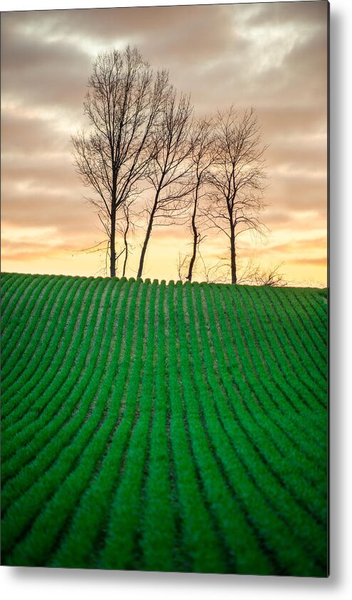 Rural Metal Print featuring the photograph Spring Corn Rows of the Midwest by Matt Hammerstein