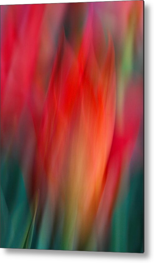 Tulip Metal Print featuring the photograph Spring Fling by Neil Shapiro
