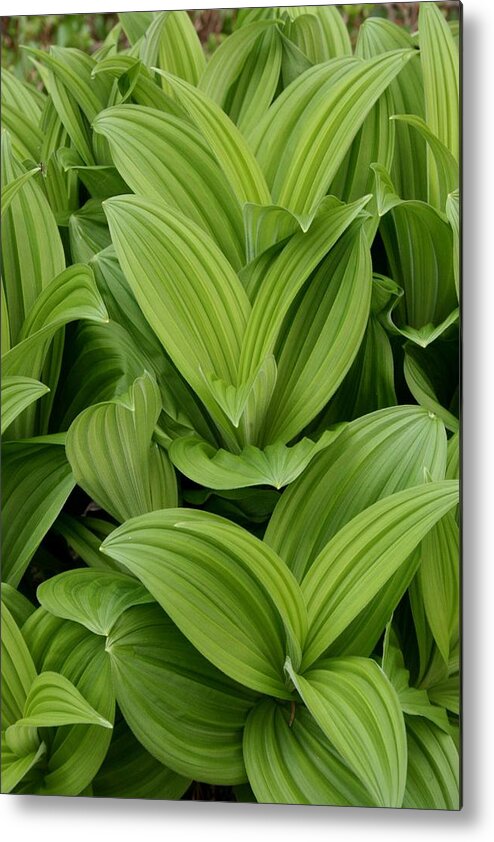 Plants Metal Print featuring the photograph Spring Green by Angie Schutt