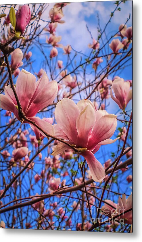 Spring Floral Metal Print featuring the photograph Spring memories by Claudia M Photography