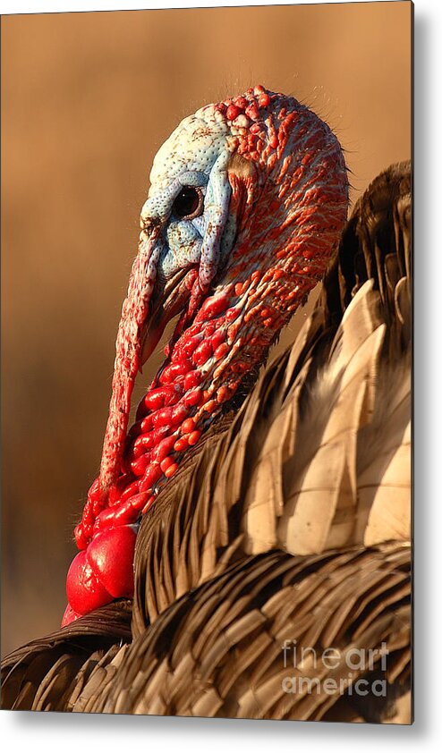 Turkey Metal Print featuring the photograph Spring Portrait Of Wild Turkey Tom by Max Allen