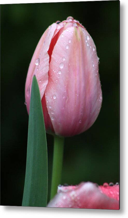 Tulip Metal Print featuring the photograph Spring Tulips 23 by Pamela Critchlow