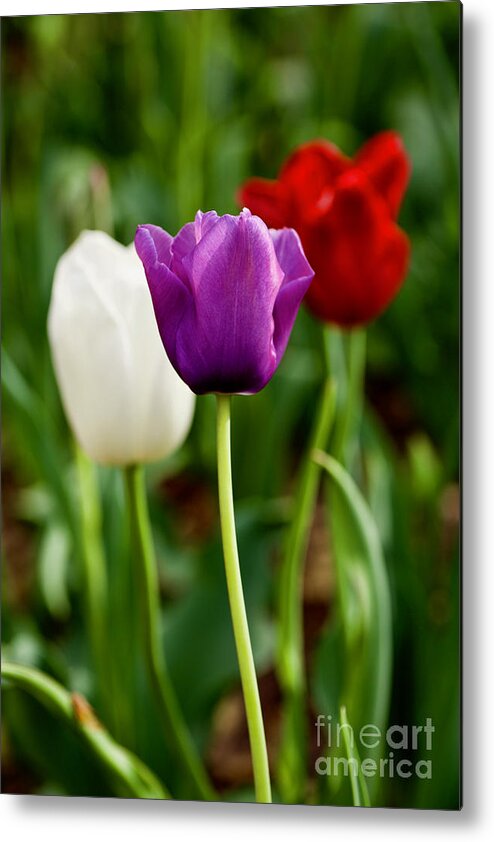 Tulips Metal Print featuring the photograph Springtime by Lara Morrison