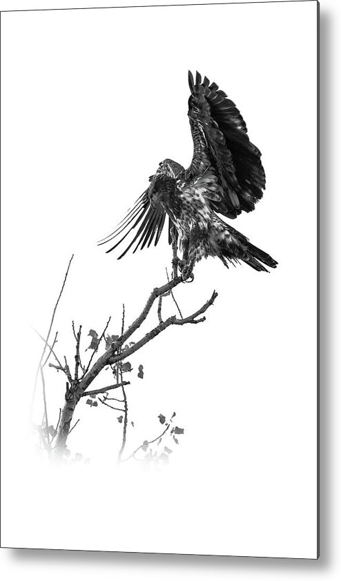 Hawk Metal Print featuring the photograph Squaw Creek Red-tail by Jeff Phillippi