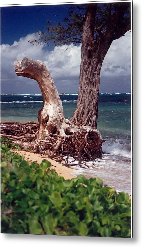 Tropics Metal Print featuring the photograph Standing Tall by Lori Mellen-Pagliaro