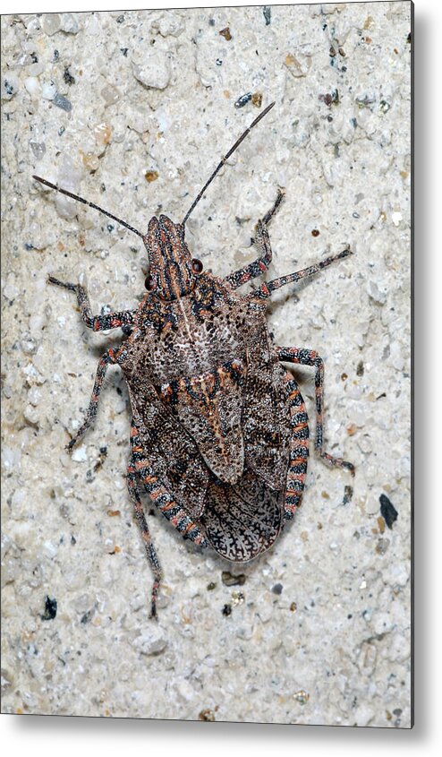 Stink Bug Metal Print featuring the photograph Stink Bug by Breck Bartholomew