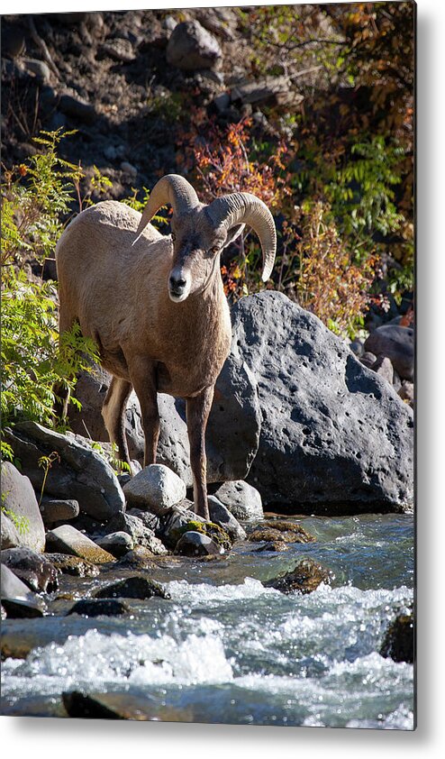 Mark Miller Photos Metal Print featuring the photograph Streamside Bighorn Sheep by Mark Miller