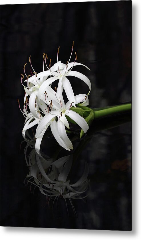 Wildflower Metal Print featuring the photograph String Lily #1 by Paul Rebmann