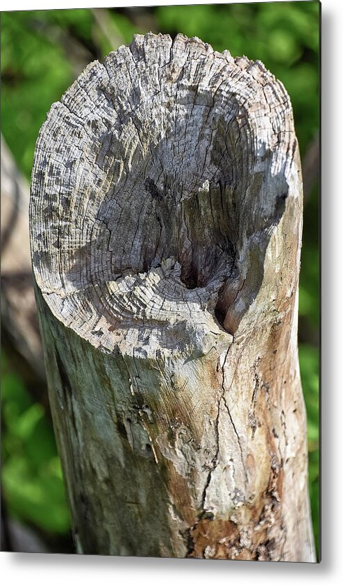 Tree Metal Print featuring the photograph Stumped by Kuni Photography