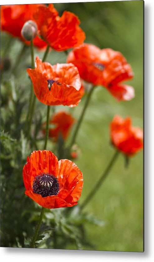 Poppies Metal Print featuring the photograph Stunners by Rebecca Cozart