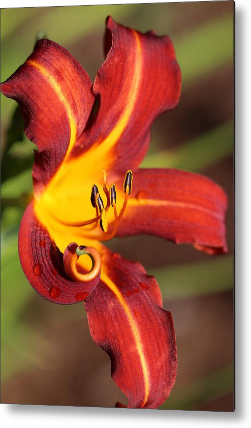 Daylily Curl Metal Print featuring the photograph Stylistic Daylily by Tammy Pool