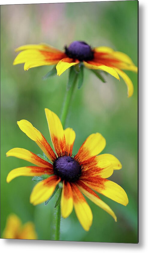 Flowers Metal Print featuring the photograph Summer blooms by Vanessa Thomas