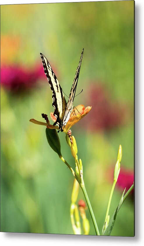 Butterfly Metal Print featuring the photograph Summer Nature by Karol Livote