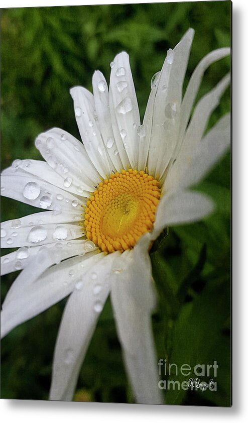 Flowers Metal Print featuring the photograph Summer Rain by Rebecca Langen