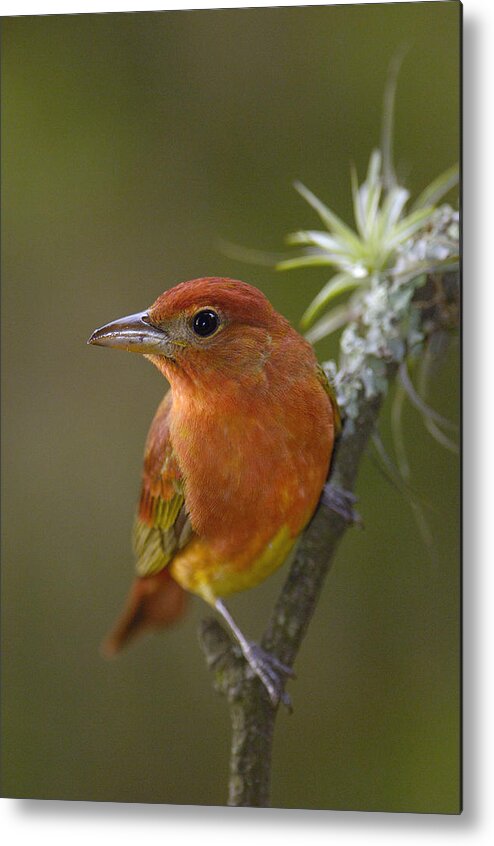 Mp Metal Print featuring the photograph Summer Tanager Piranga Rubra Male by Pete Oxford