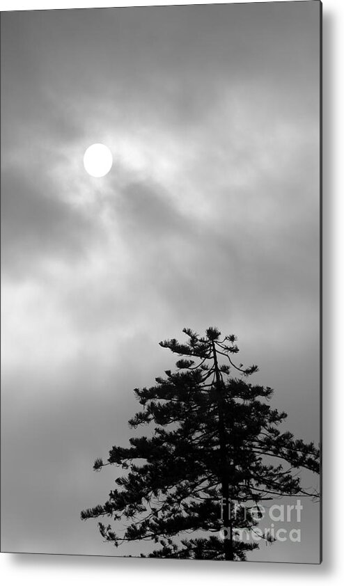 Landscapes Metal Print featuring the photograph Sun and Tree by Balanced Art