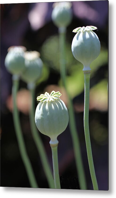 Poppy Metal Print featuring the photograph Sun Kissed Poppy Pods by Tammy Pool