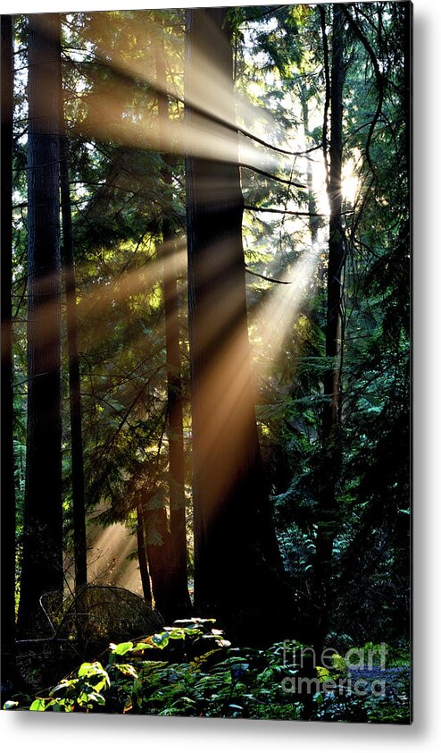 Terry Elniski Photography Metal Print featuring the photograph Sun Rays Through The Trees 2 by Terry Elniski