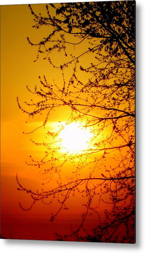 Sun Metal Print featuring the photograph Sun Sweet by Julie Lueders 