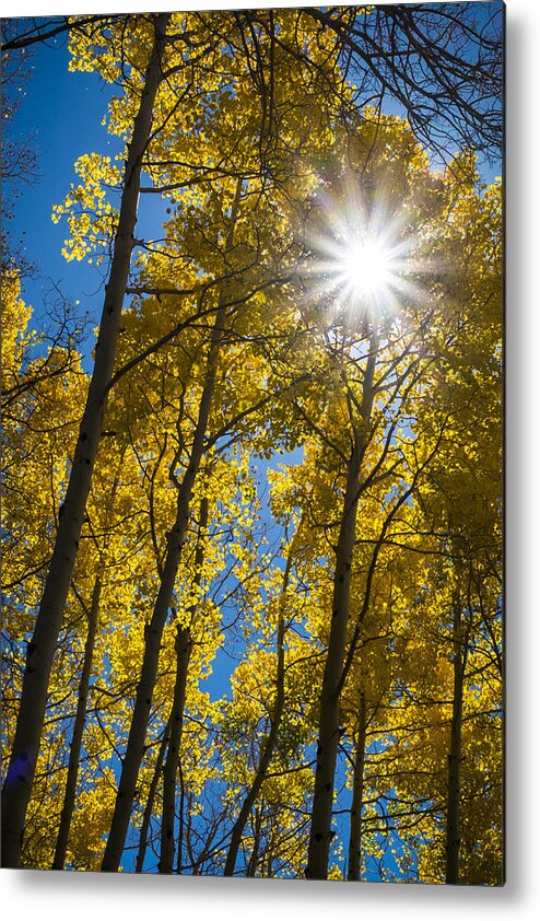 Scenics Metal Print featuring the photograph Sunburst in Golden Aspen by Mary Lee Dereske