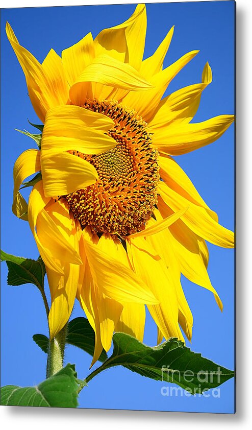 Agriculture Metal Print featuring the photograph Sunflower by Anna Om