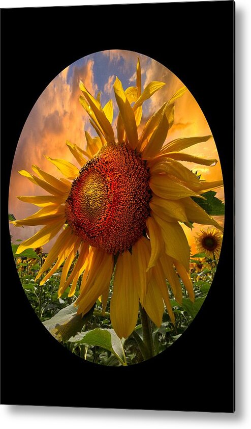 Sunflower Metal Print featuring the photograph Sunflower Dawn in Oval by Debra and Dave Vanderlaan