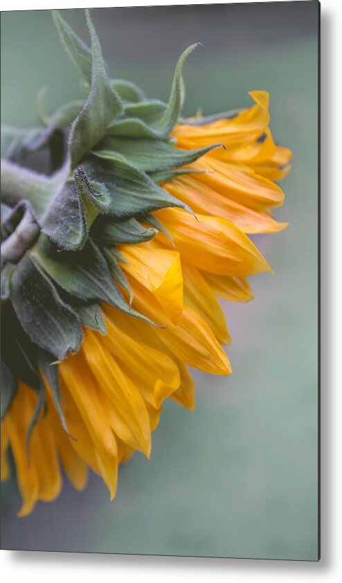 Sunflower Metal Print featuring the photograph Sunflower Haze by Arlene Carmel