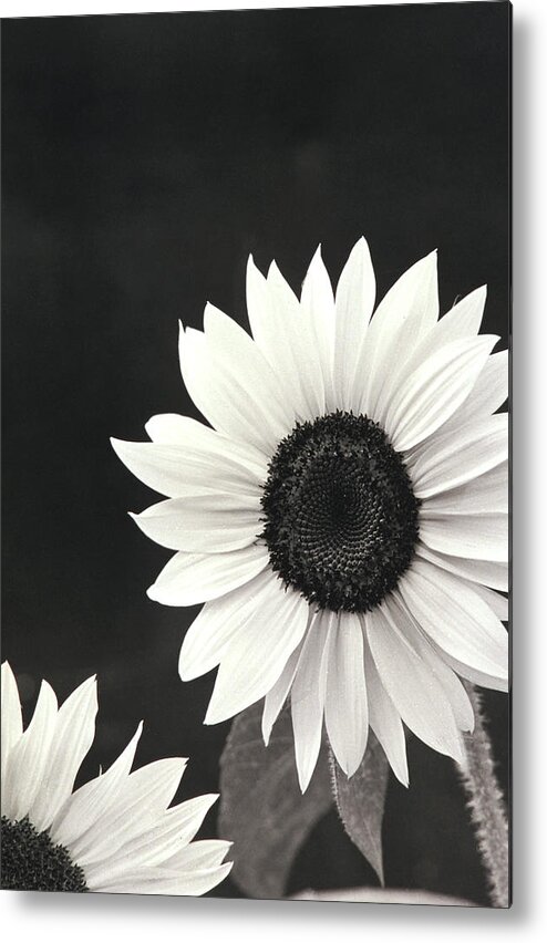 John Harmon Metal Print featuring the photograph SunFlower in Black and White by John Harmon