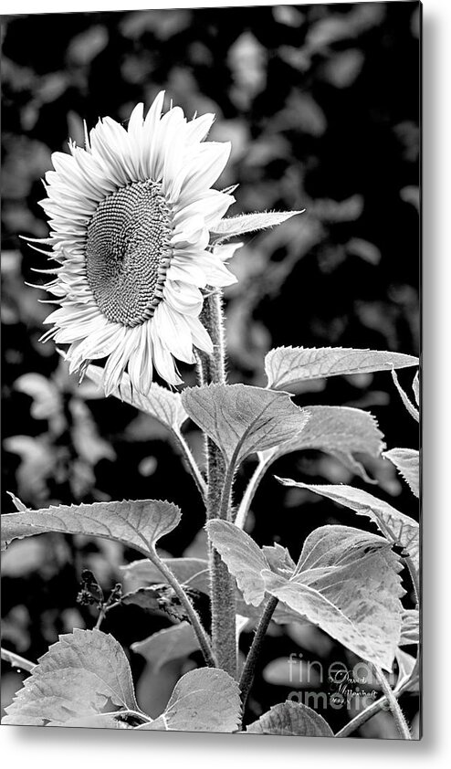 Sunflower Peace Metal Print featuring the photograph Sunflower Peace canvas print,photographic print,art print,framed print,greeting card,iphone case, by David Millenheft