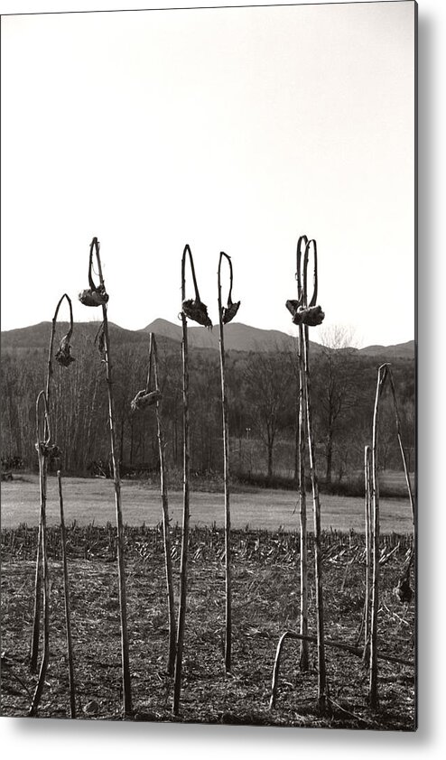  Metal Print featuring the photograph Sunflower Swingset by Heather Kirk