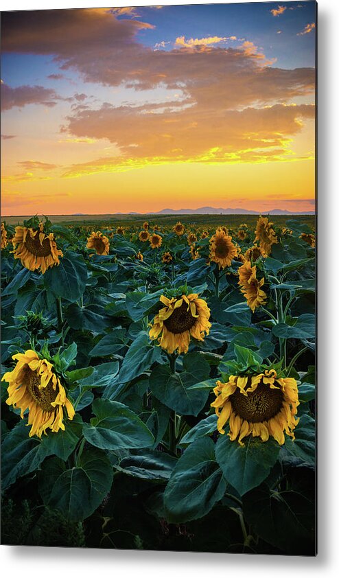 Colorado Metal Print featuring the photograph Sunflowers Under A Sunset Sky by John De Bord