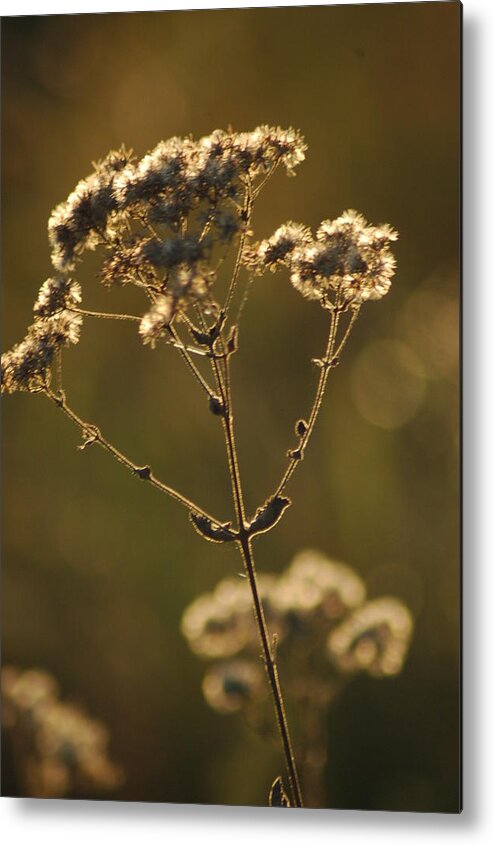 Foliage Metal Print featuring the photograph Sunkissed by Lori Mellen-Pagliaro