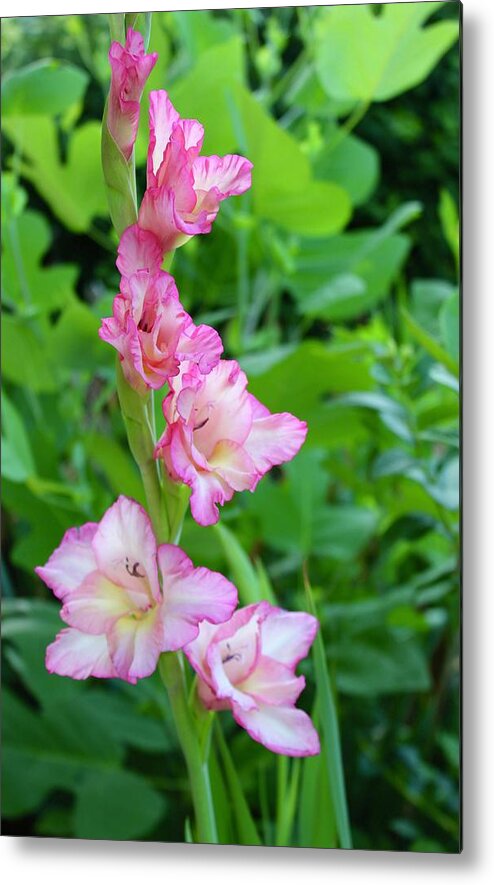 Photograph Metal Print featuring the photograph Sunrise Gladiolas Flores by M E