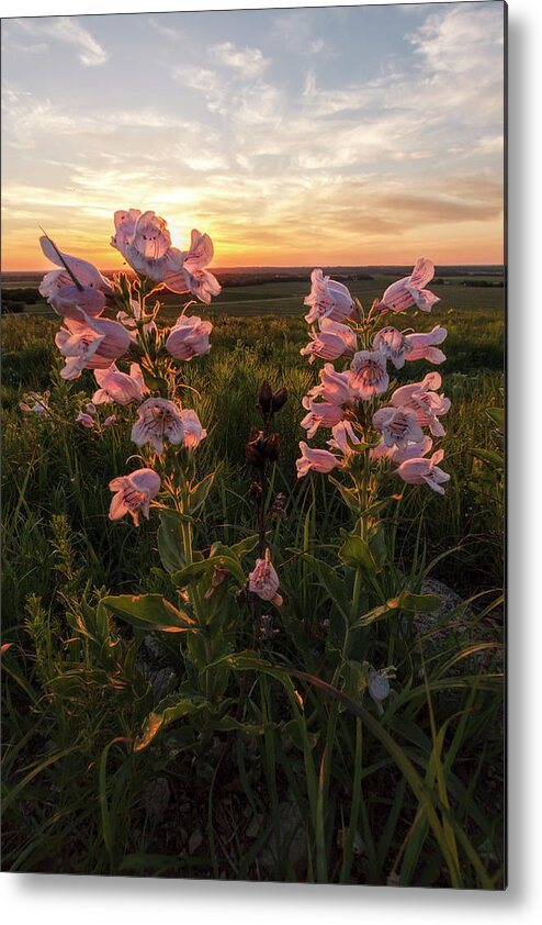 Fine Art America Metal Print featuring the photograph Sunset and Penstemon by Scott Bean