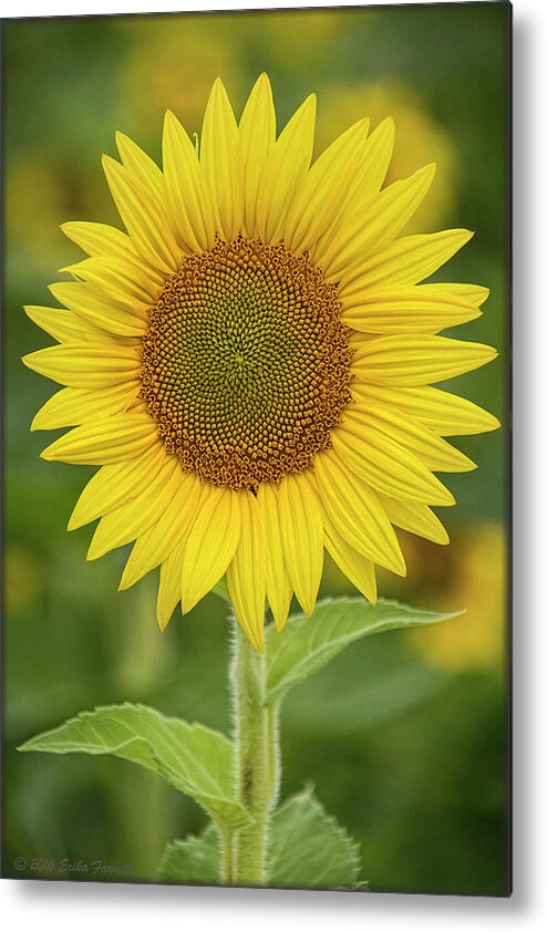 Sunflower Metal Print featuring the photograph Sunshine by Erika Fawcett
