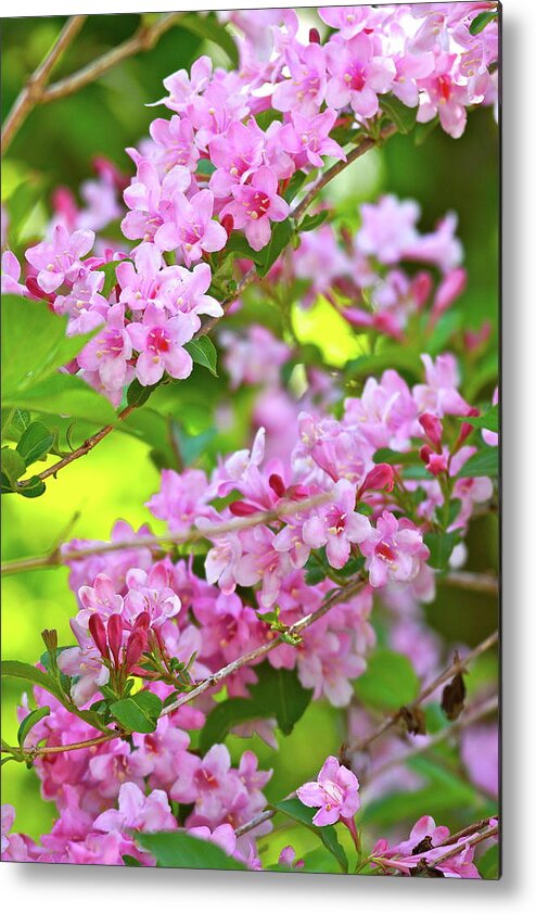 Springtime Metal Print featuring the photograph Sweet Nature by Ira Shander