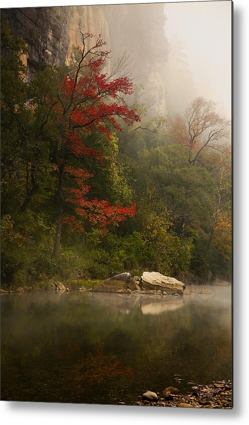 Sweetgum In The Mist Metal Print featuring the photograph Sweetgum in the Mist at Steel Creek by Michael Dougherty