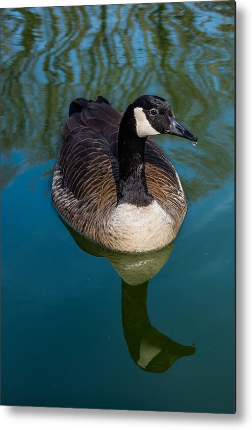 Goose Metal Print featuring the photograph Swimming Goose by Pamela Williams