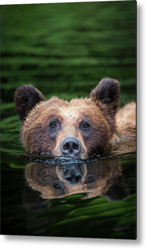 Bears Metal Print featuring the photograph Swimming Grizzly by Bill Cubitt