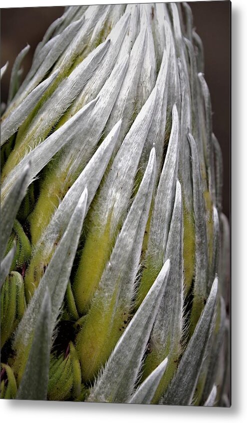 Hawaii Metal Print featuring the photograph Swirl of the Silversword by Heidi Fickinger