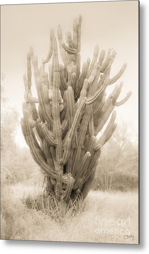 Tall Cactus Metal Print featuring the photograph Tall Cactus in Sepia by Imagery by Charly