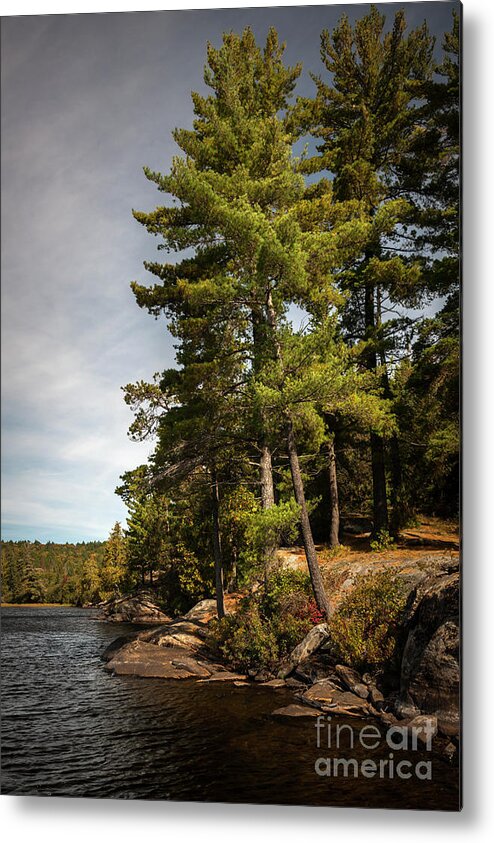 Pine Metal Print featuring the photograph Tall pines on lake shore by Elena Elisseeva