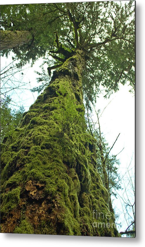 Vancouver Island Metal Print featuring the photograph Tall tall tree by Donna L Munro